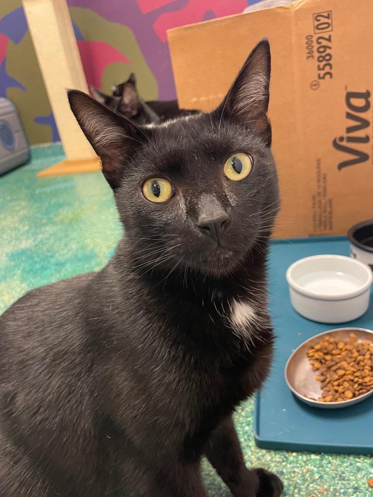 Enlarge Beanie, a Adoptable mixed breed in Eastsound, WA image 6/6
