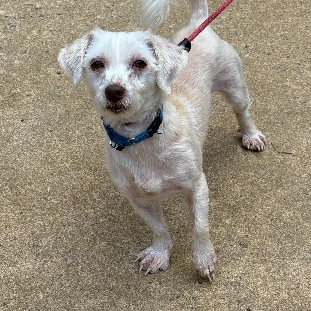 Harbin 20945, Adoptable, Adult Male Maltese.