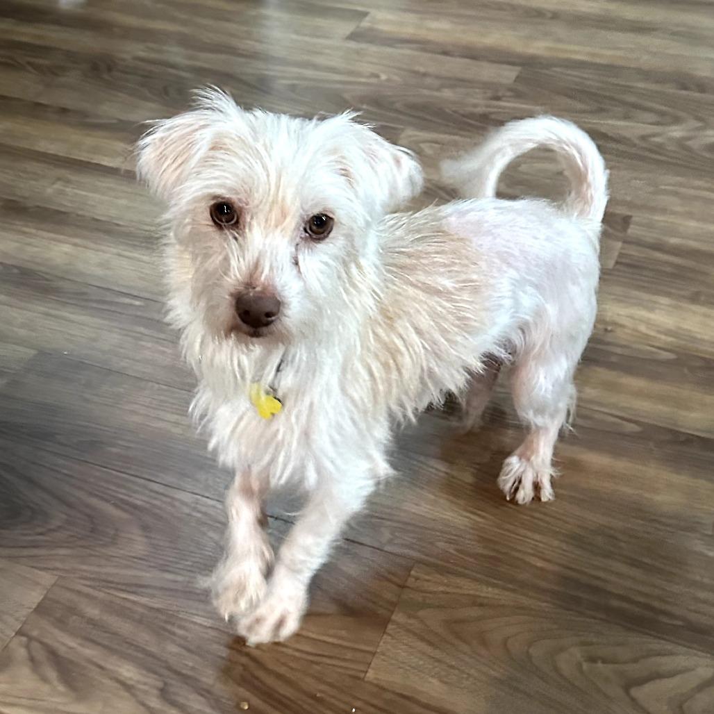 Harbin 20945, a Adoptable mixed breed in Cumming, GA image 2/3