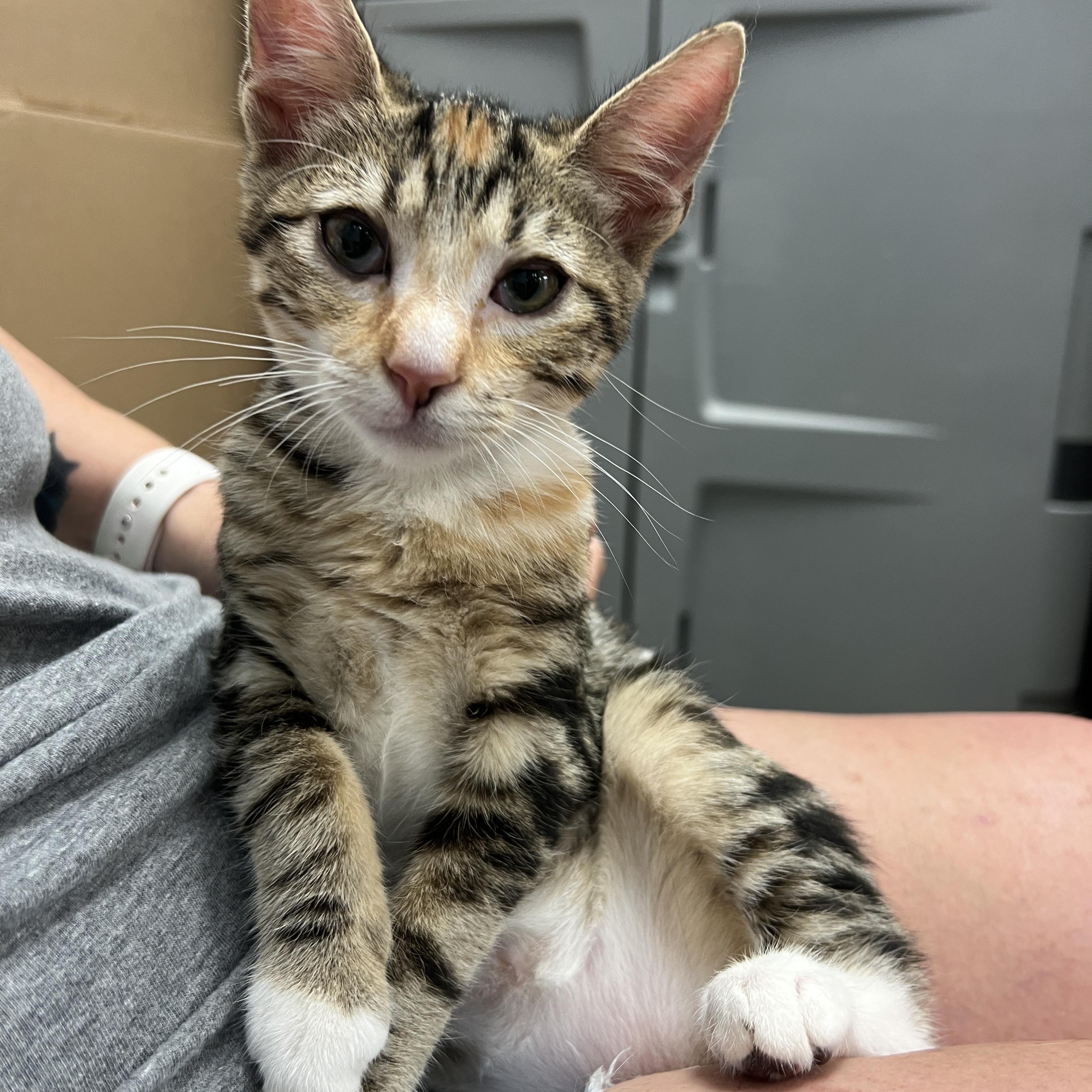 Sheba, Baby Female unknown