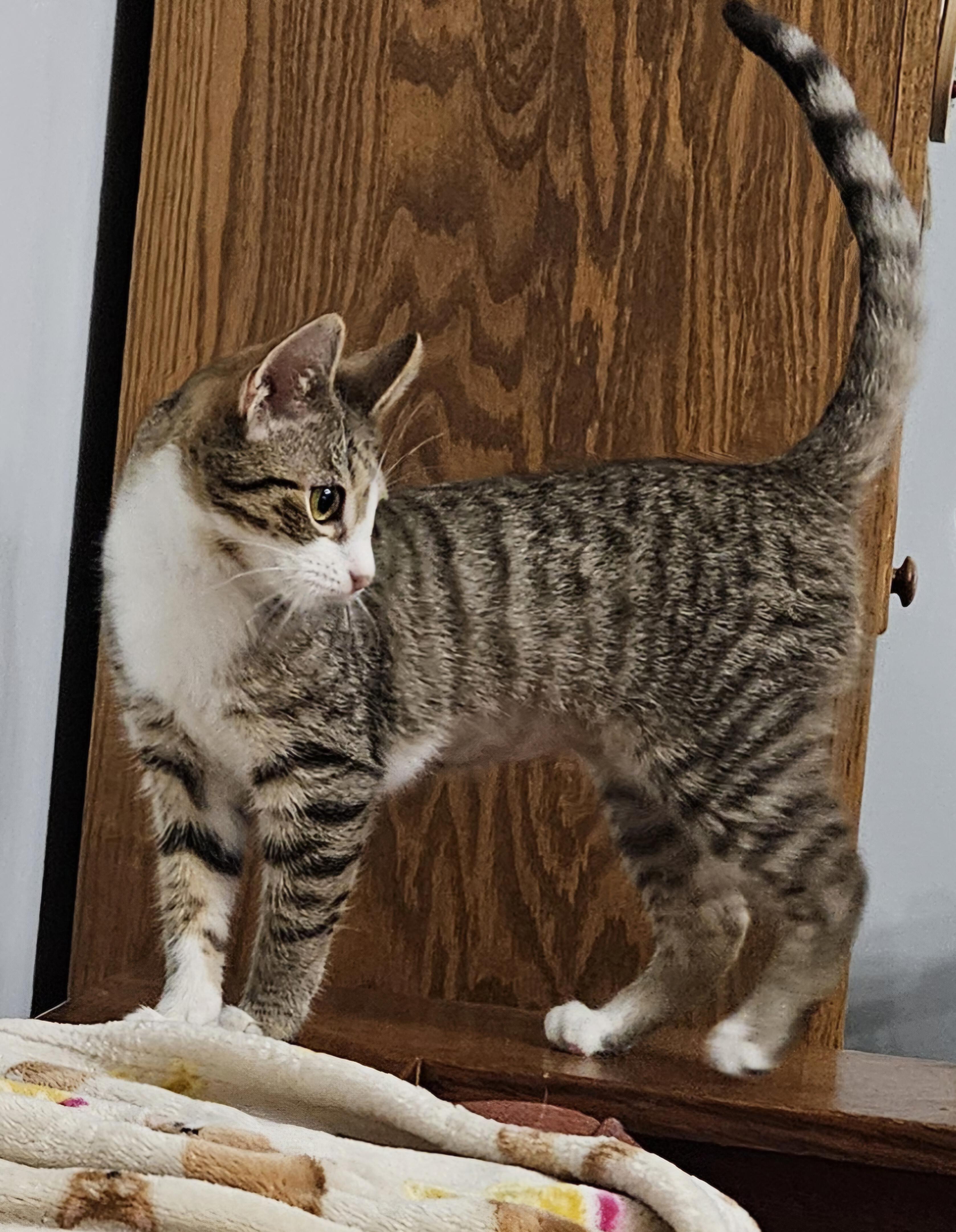 Charlotte, an adopted Domestic Short Hair in Winchester, KY image 5/5