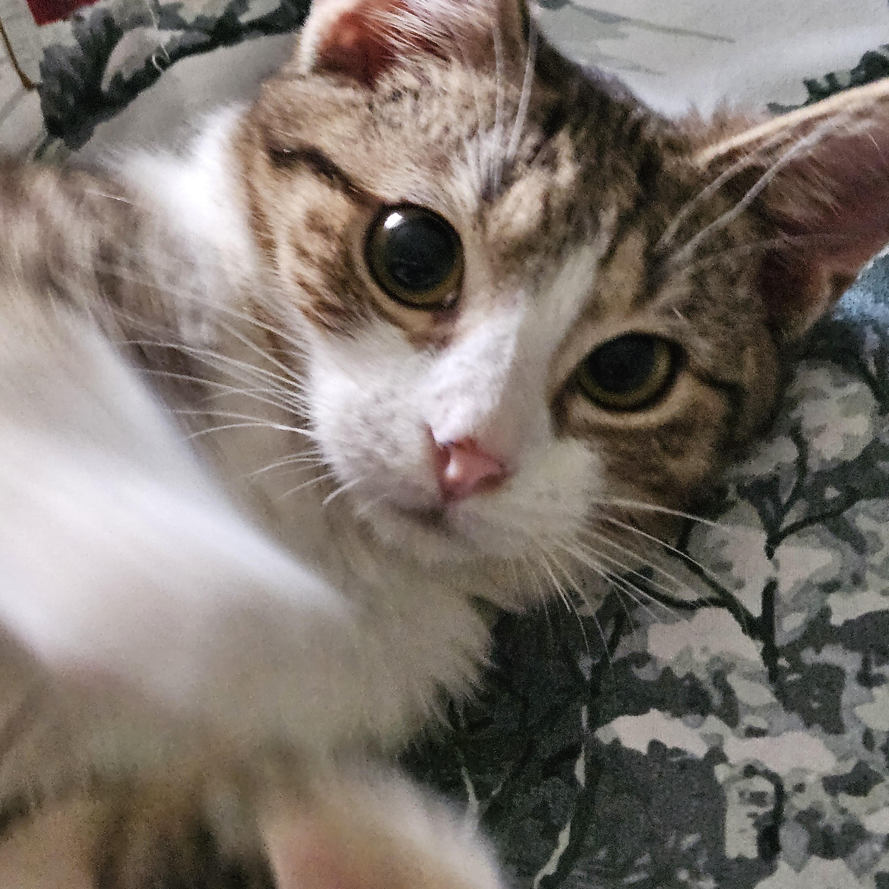Charlotte, an adopted Domestic Short Hair in Winchester, KY image 4/5