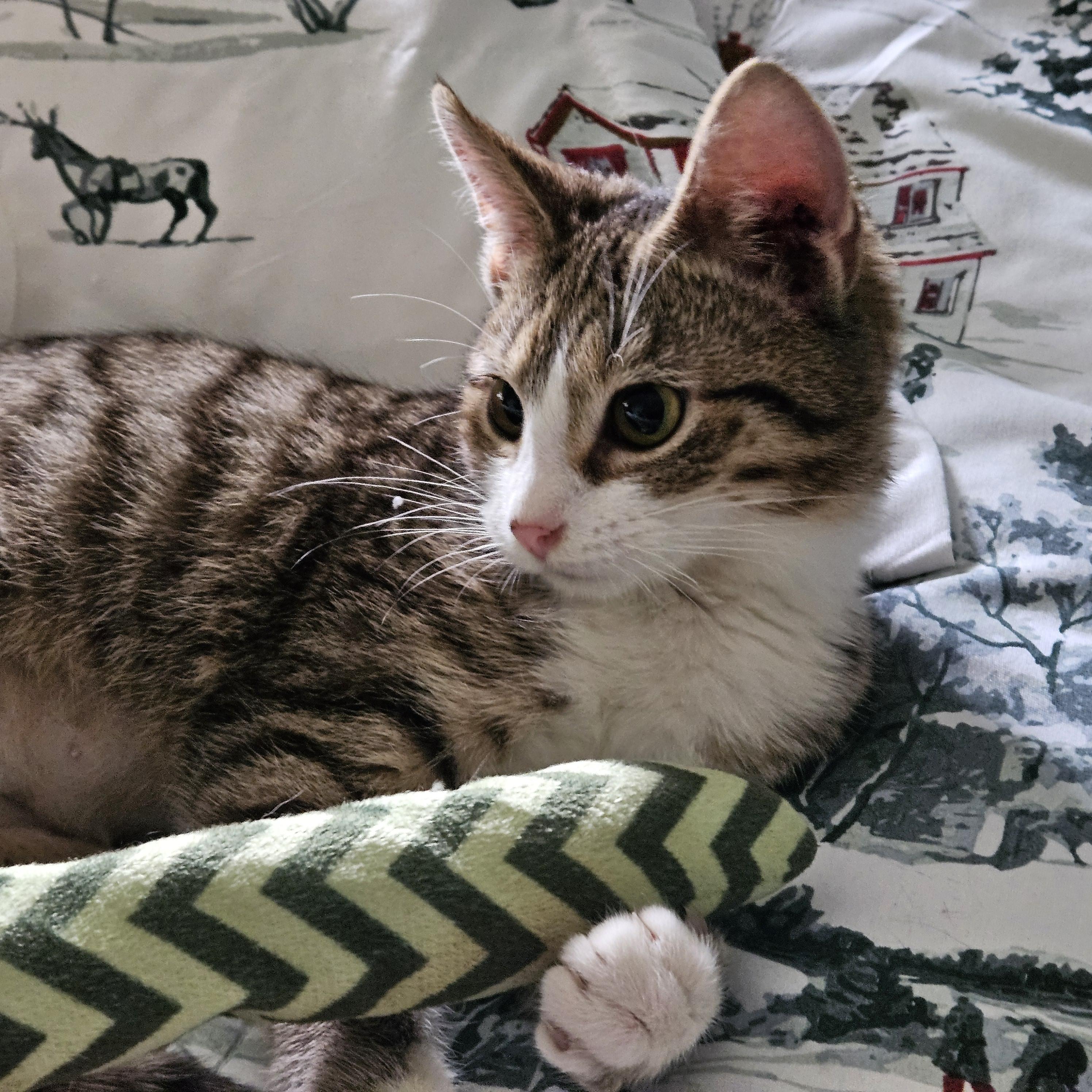 Charlotte, an adopted Domestic Short Hair in Winchester, KY image 2/5
