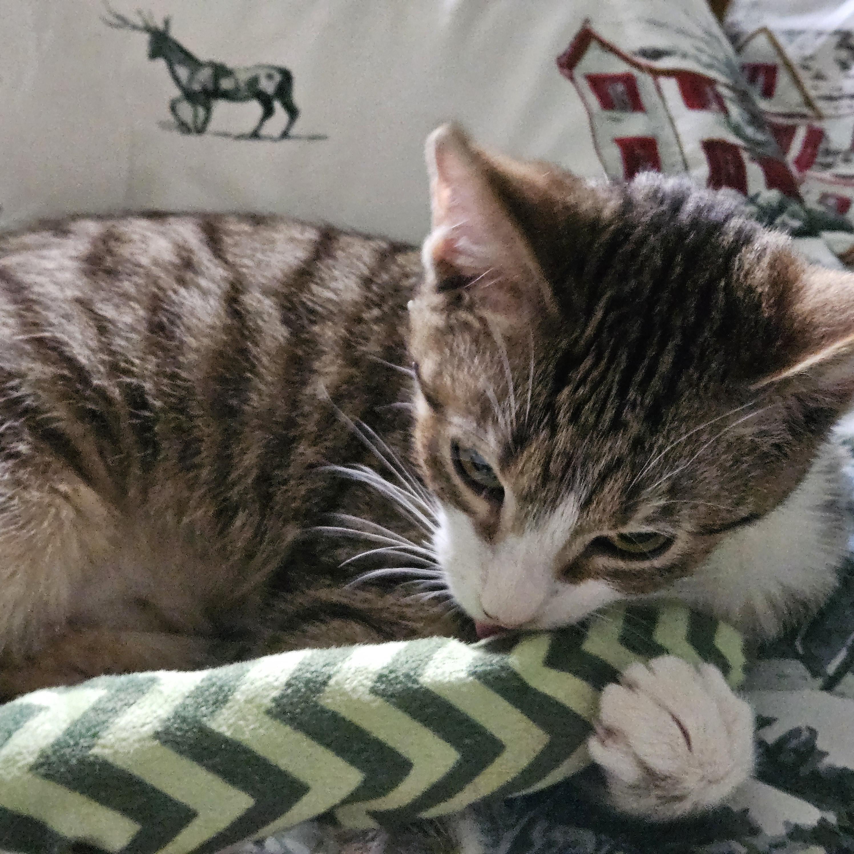 Charlotte, an adopted Domestic Short Hair in Winchester, KY image 3/5