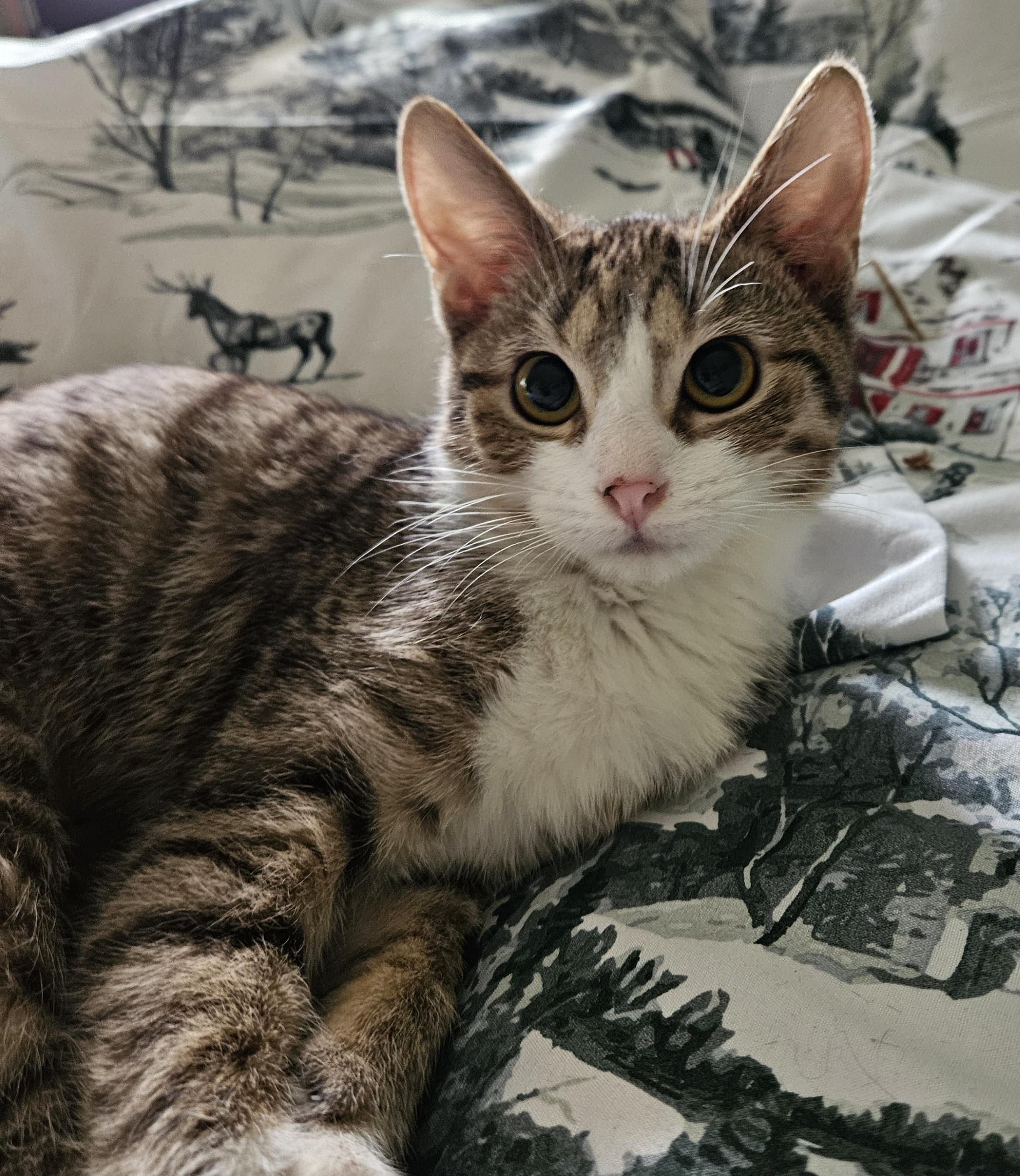 Charlotte, ADOPTABLE, Kitten Female Domestic Short Hair.