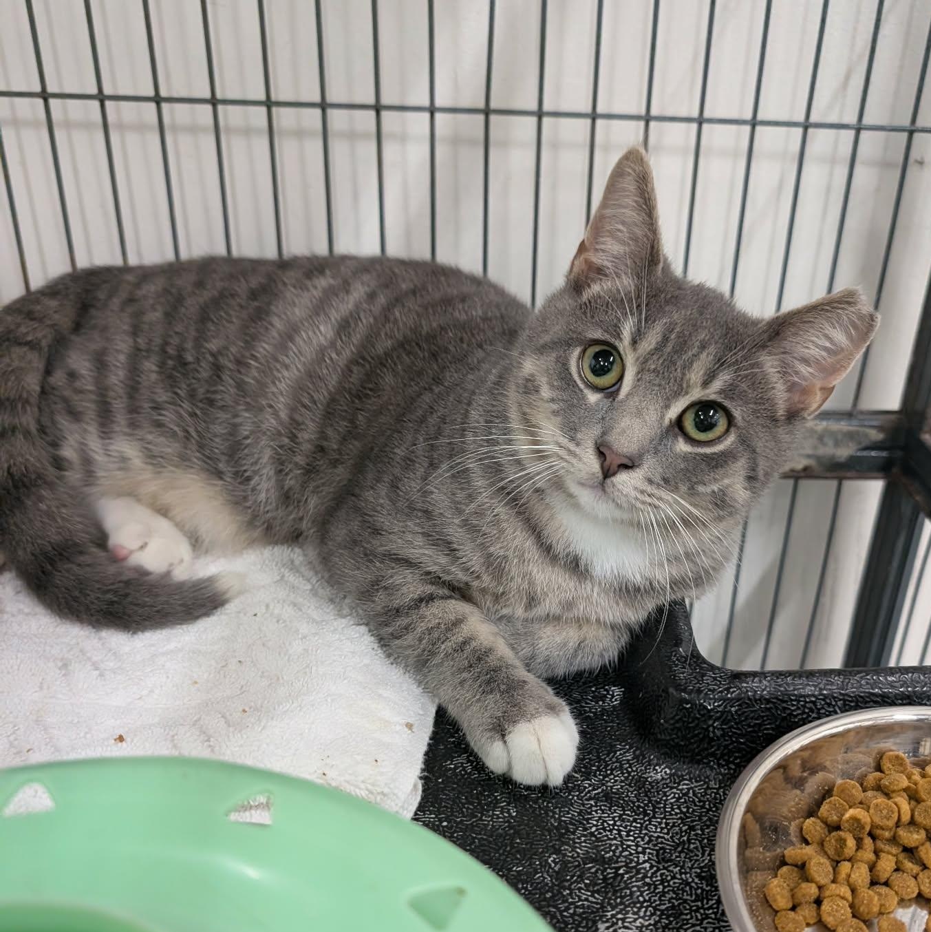 Mickey, adopted, Kitten Male Domestic Short Hair.