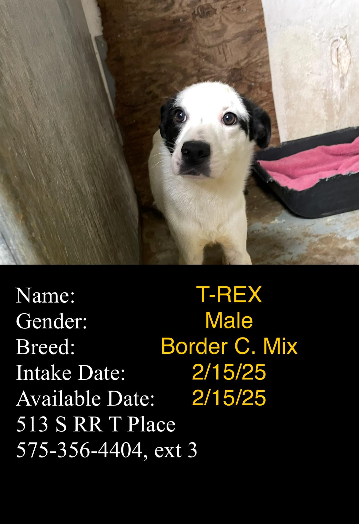 T-Rex, Adopted, Adult Male Border Collie.