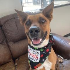 Chet Holmgren, a Adoptable Cattle Dog in Ponca City, OK image 1/6