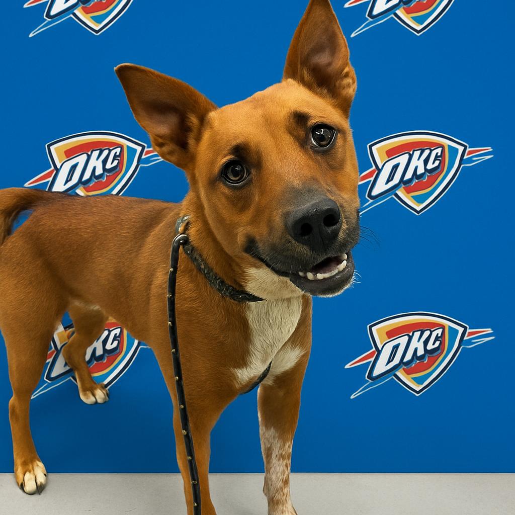 Chet Holmgren, a Adoptable Cattle Dog in Ponca City, OK image 2/6