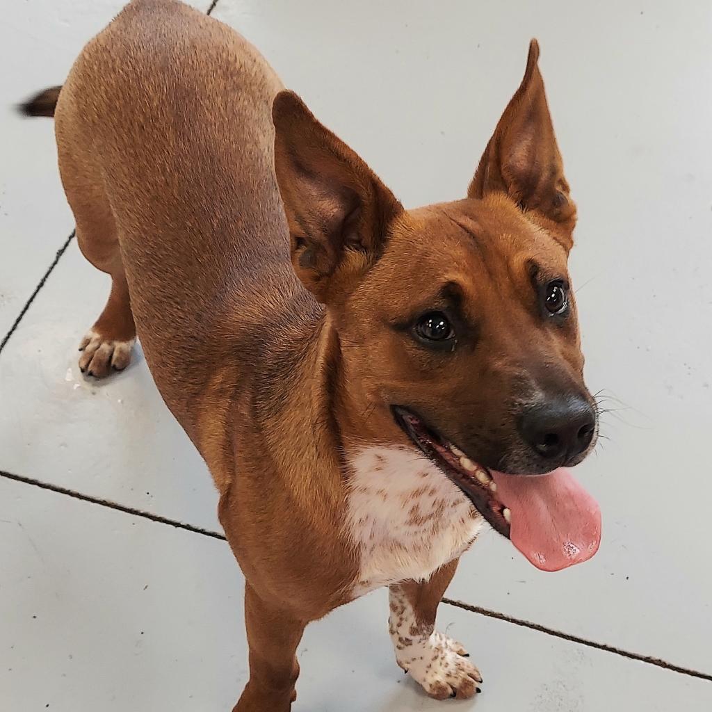 Chet Holmgren, a Adoptable Cattle Dog in Ponca City, OK image 3/6