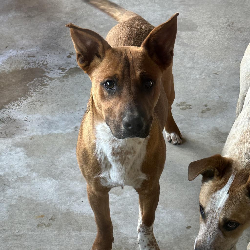 Chet Holmgren, a Adoptable Cattle Dog in Ponca City, OK image 4/6
