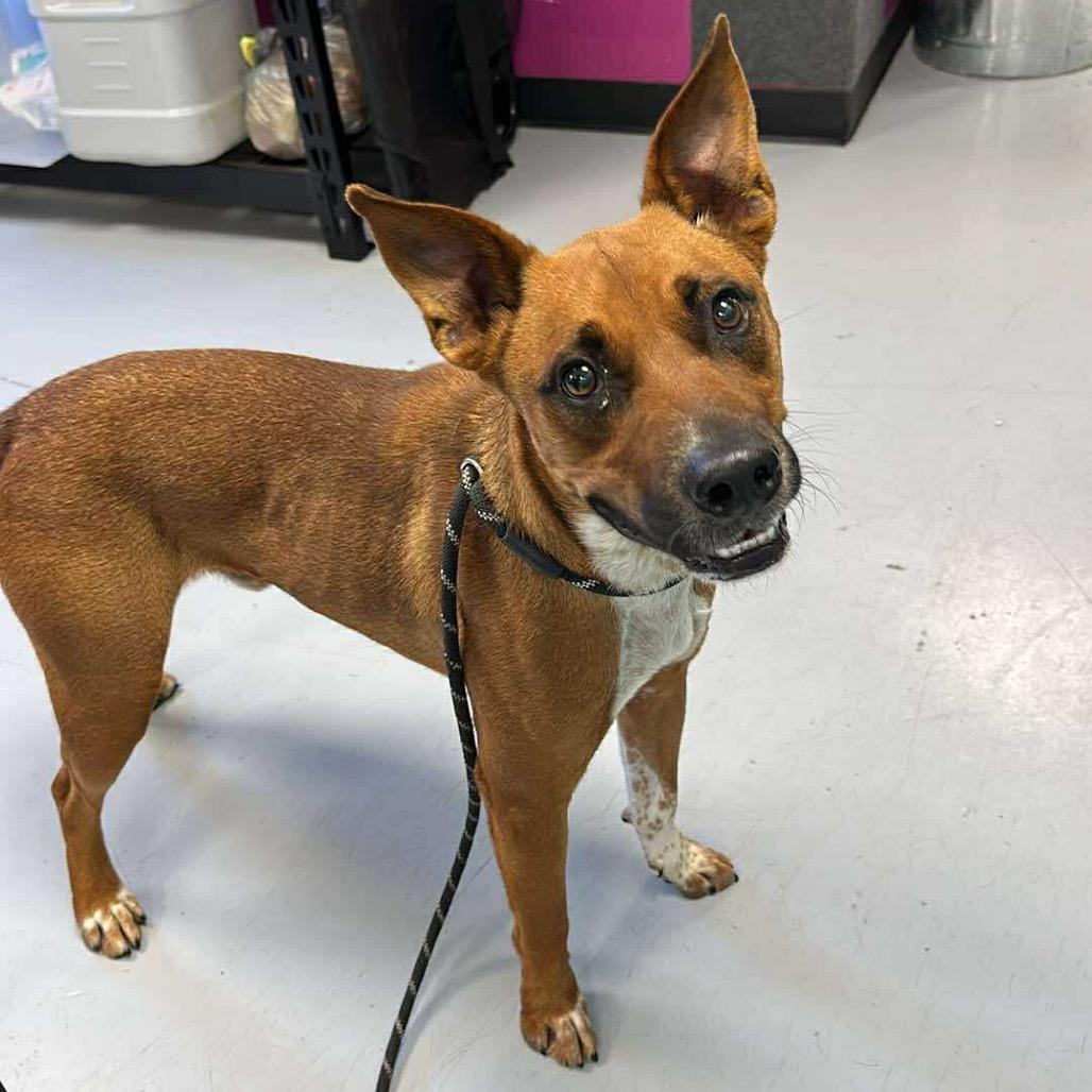 Chet Holmgren, a Adoptable Cattle Dog in Ponca City, OK image 5/6