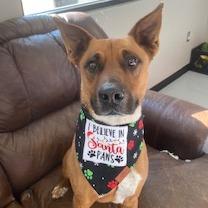 Chet Holmgren, a Adoptable Cattle Dog in Ponca City, OK image 6/6