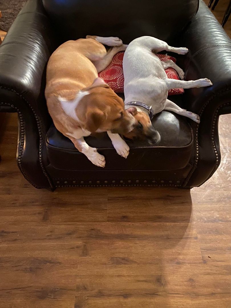 DIVA - ZIONSVILLE, IN, a Adopted Mixed Breed in LOWELL, IN image 1/5