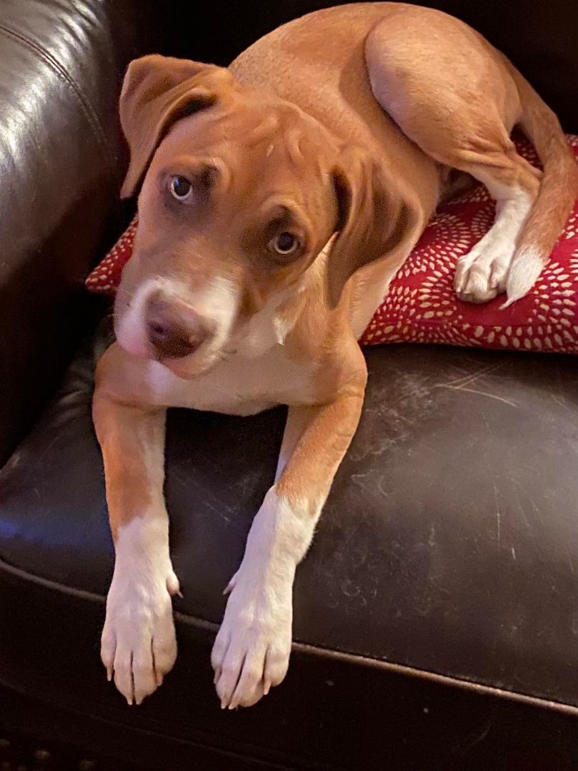 DIVA - ZIONSVILLE, IN, a Adopted Mixed Breed in LOWELL, IN image 2/5