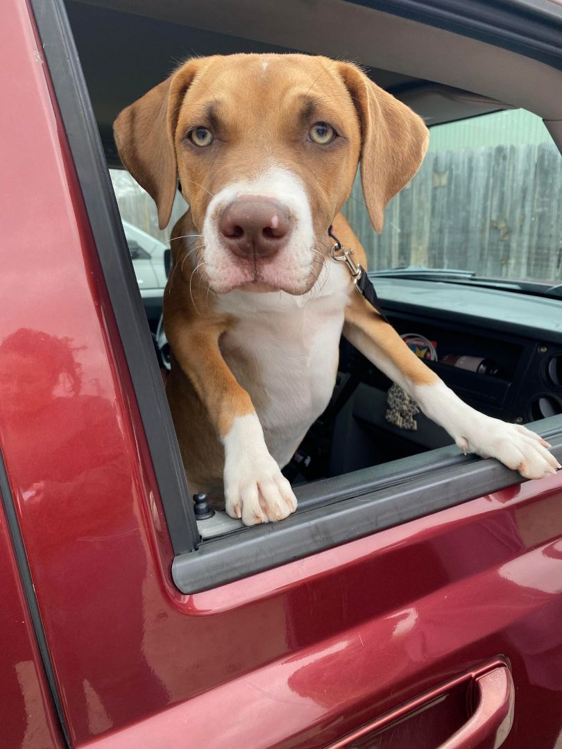 DIVA - ZIONSVILLE, IN, a Adopted Mixed Breed in LOWELL, IN image 4/5