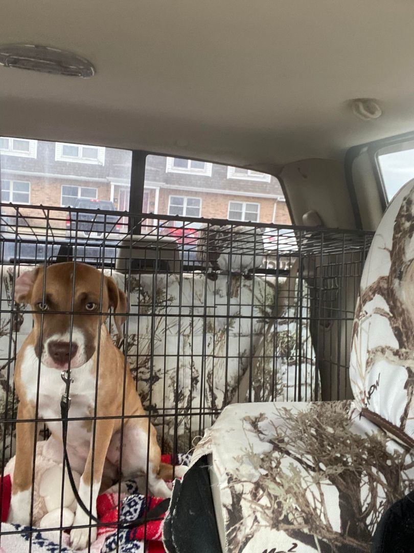 DIVA - ZIONSVILLE, IN, a Adopted Mixed Breed in LOWELL, IN image 5/5