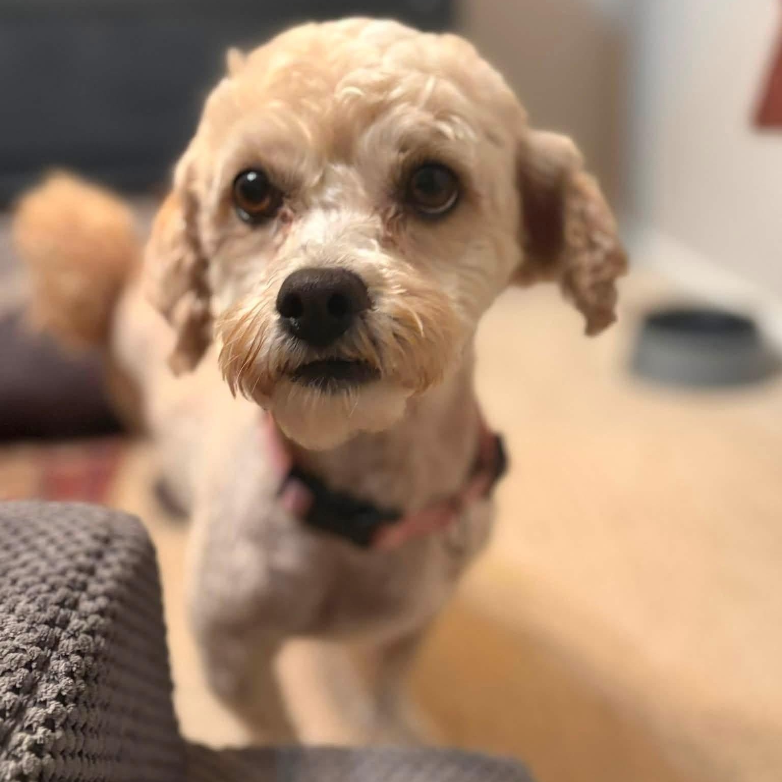 Enlarge Fria, a Adoptable mixed breed in Hartland, WI image 4/6