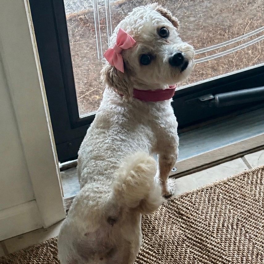 Enlarge Fria, a Adoptable mixed breed in Hartland, WI image 5/6