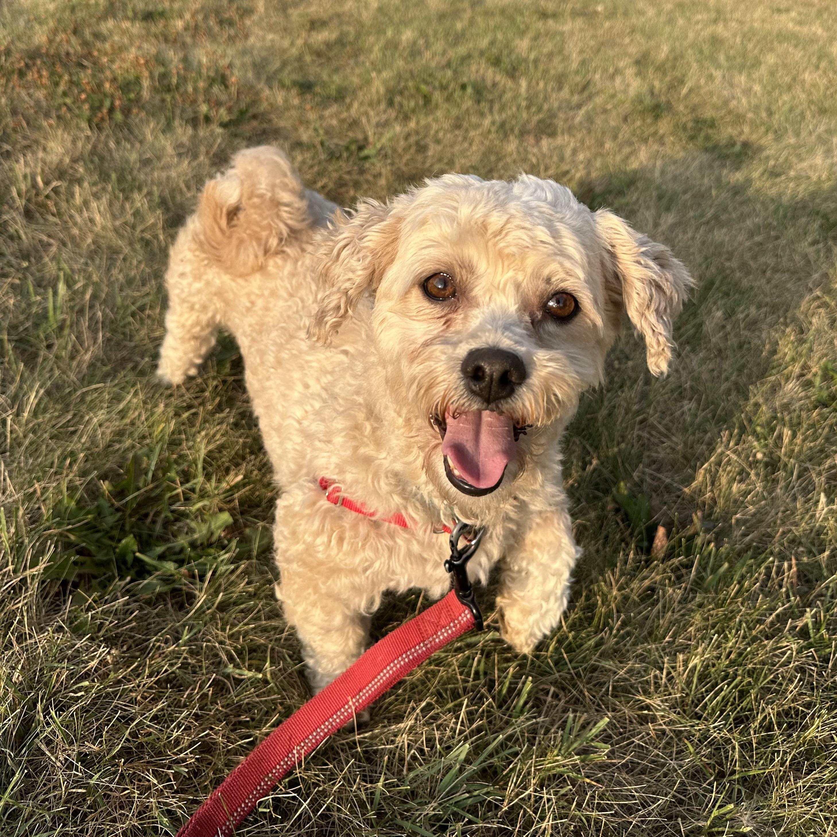 Enlarge Fria, a Adoptable mixed breed in Hartland, WI image 2/6