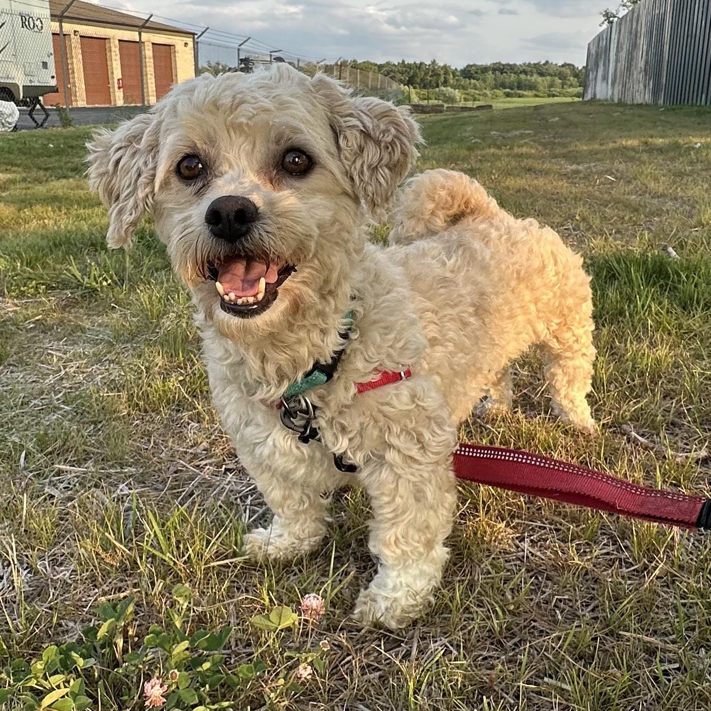Fria, Adoptable, Adult Female Bichon Frise & Shih Tzu.