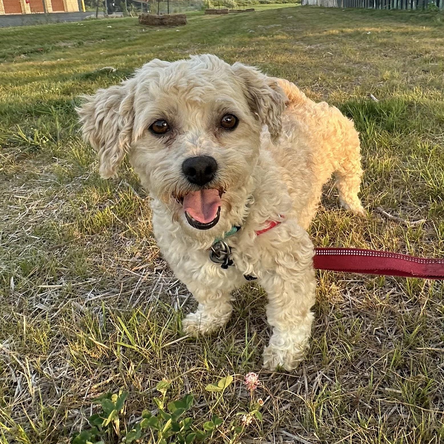 Enlarge Fria, a Adoptable mixed breed in Hartland, WI image 3/6