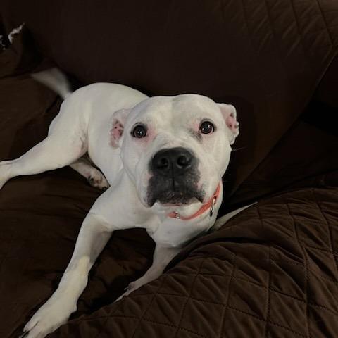 Enlarge Meeka, a Adoptable mixed breed in Fayetteville, AR image 2/6