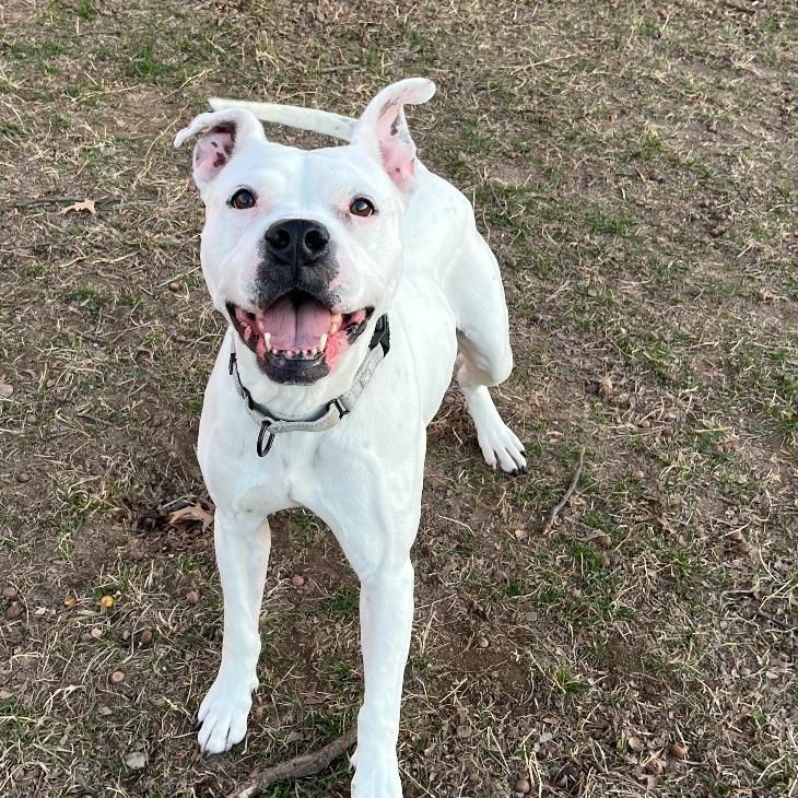Enlarge Meeka, a Adoptable mixed breed in Fayetteville, AR image 3/6