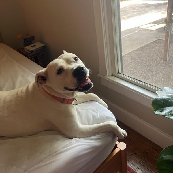 Meeka, a Adoptable mixed breed in Fayetteville, AR image 5/6