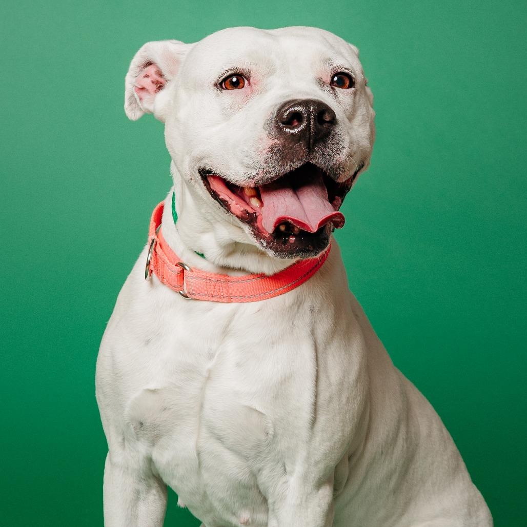 Enlarge Meeka, a Adoptable mixed breed in Fayetteville, AR image 5/6