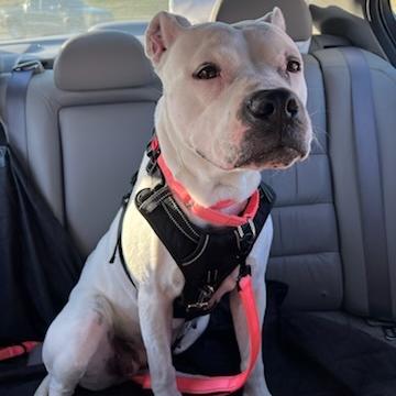 Enlarge Meeka, a Adoptable mixed breed in Fayetteville, AR image 6/6