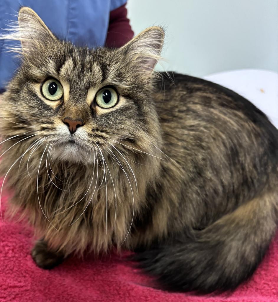 Justice, Adopted, Adult Female Domestic Long Hair.