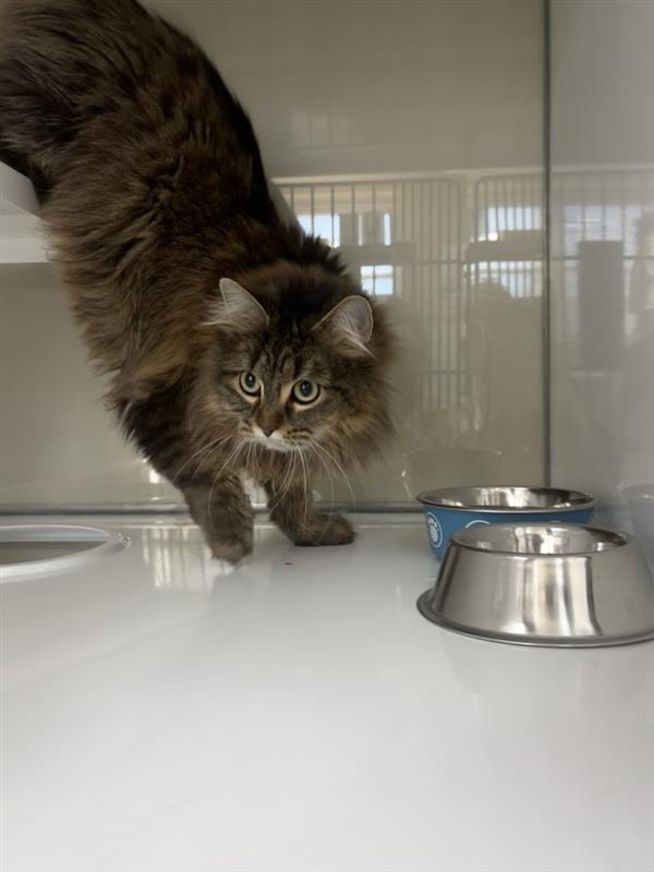 Enlarge Justice, a Adopted mixed breed in Saint Paul, MN image 2/2