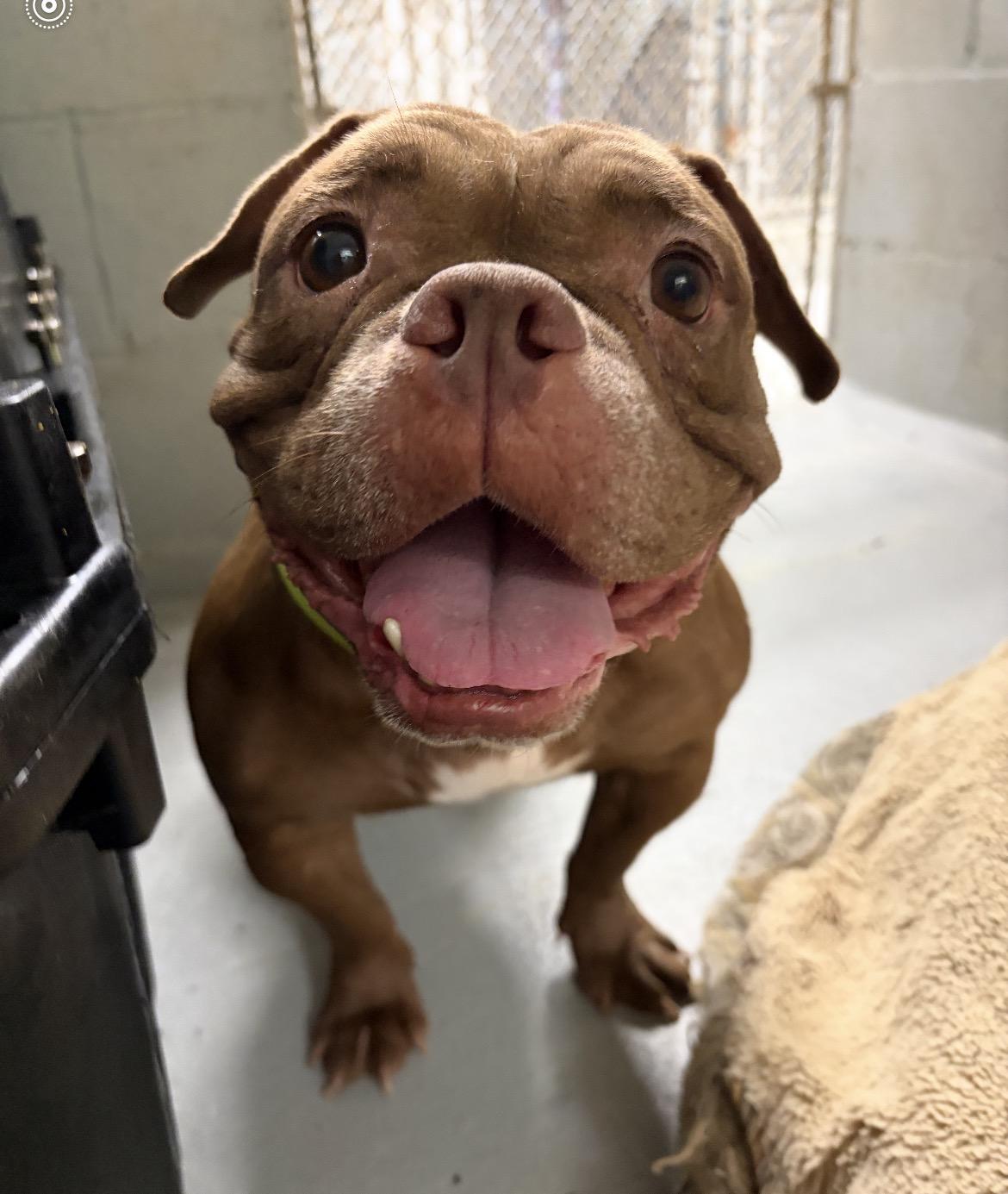 Truffle, adopted, Adult Female English Bulldog & French Bulldog.