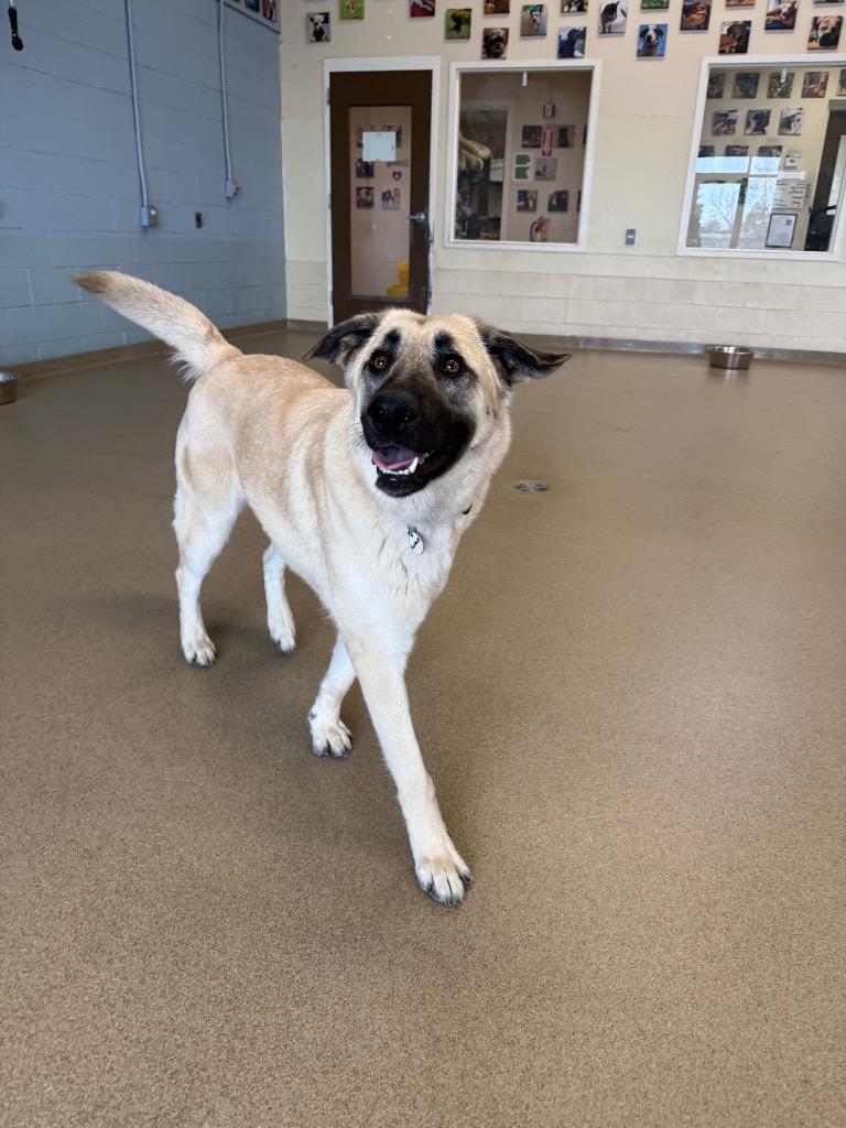 Enlarge Gwennie, a Adoptable mixed breed in North Syracuse, NY image 1/6