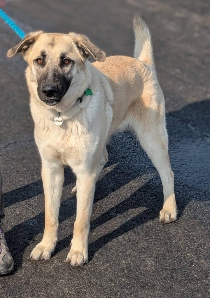 Enlarge Gwennie, a Adoptable mixed breed in North Syracuse, NY image 2/6