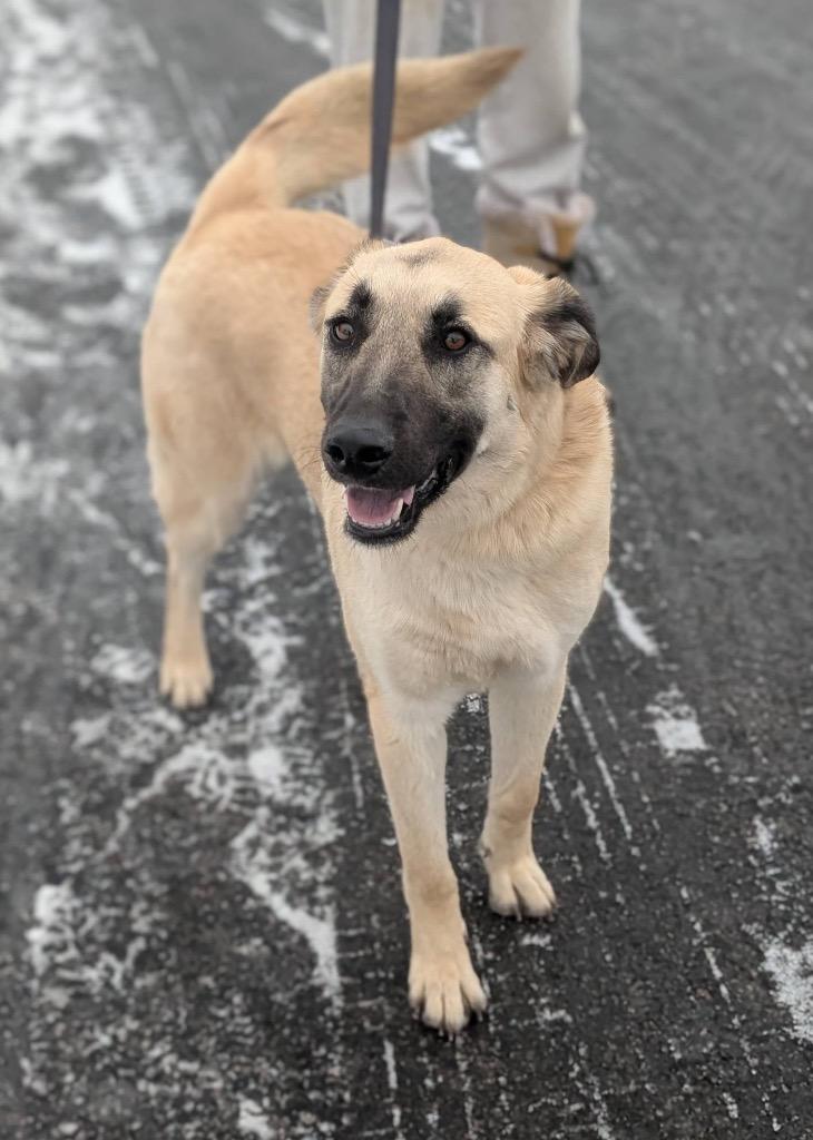 Enlarge Gwennie, a Adoptable mixed breed in North Syracuse, NY image 3/6