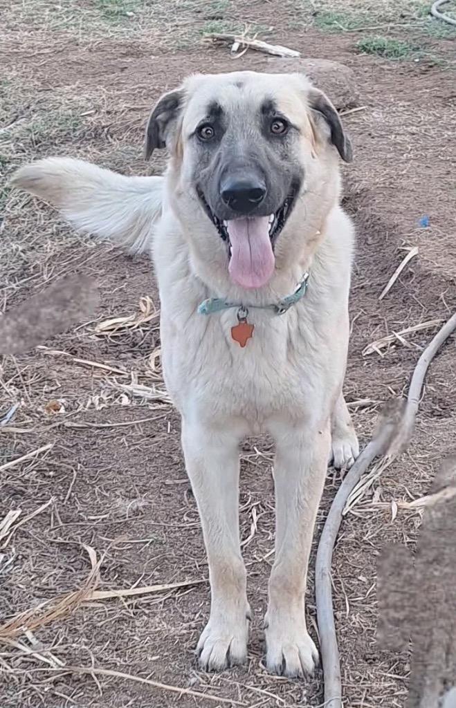 Enlarge Gwennie, a Adoptable mixed breed in North Syracuse, NY image 4/6