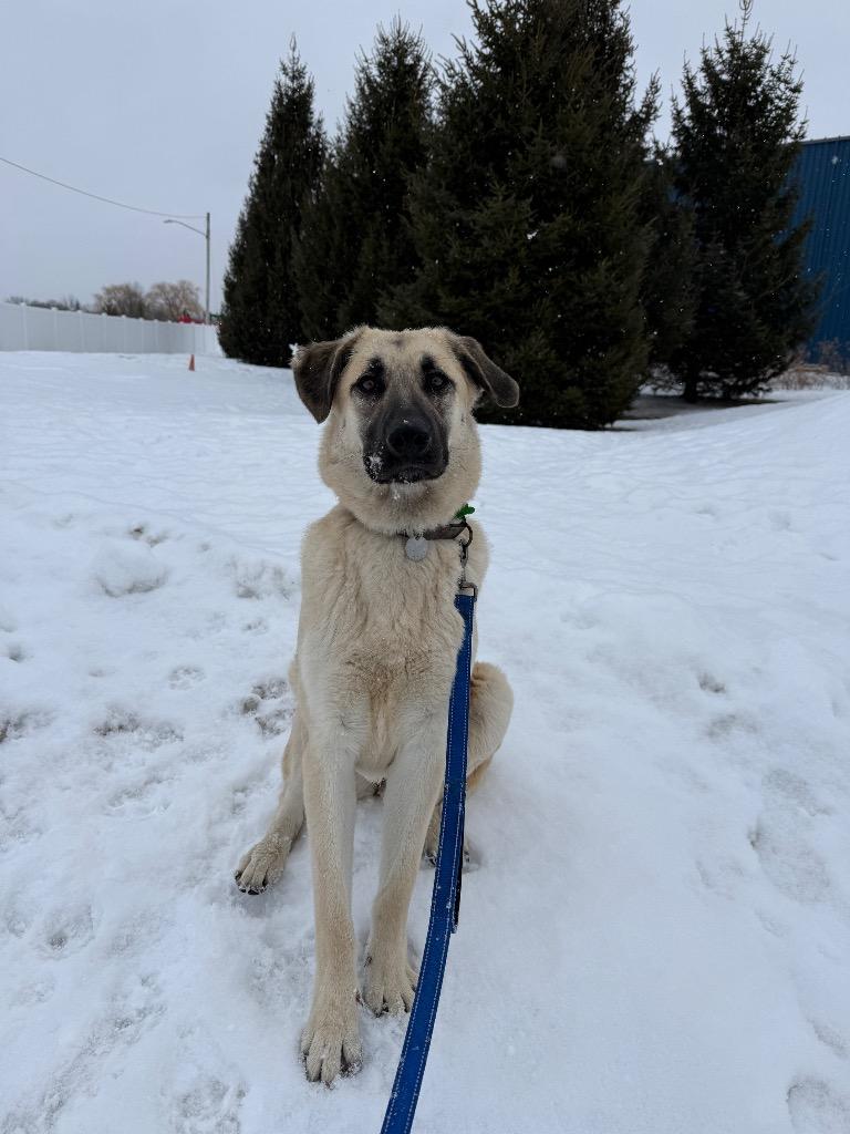 Enlarge Gwennie, a Adoptable mixed breed in North Syracuse, NY image 5/6