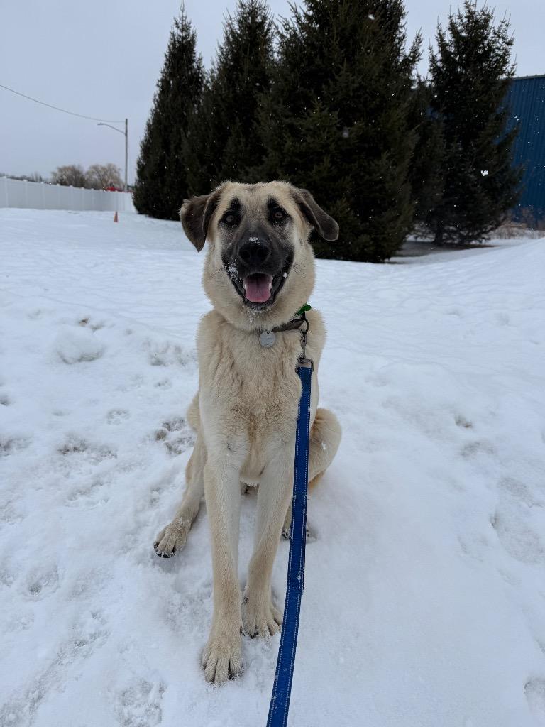 Enlarge Gwennie, a Adoptable mixed breed in North Syracuse, NY image 6/6