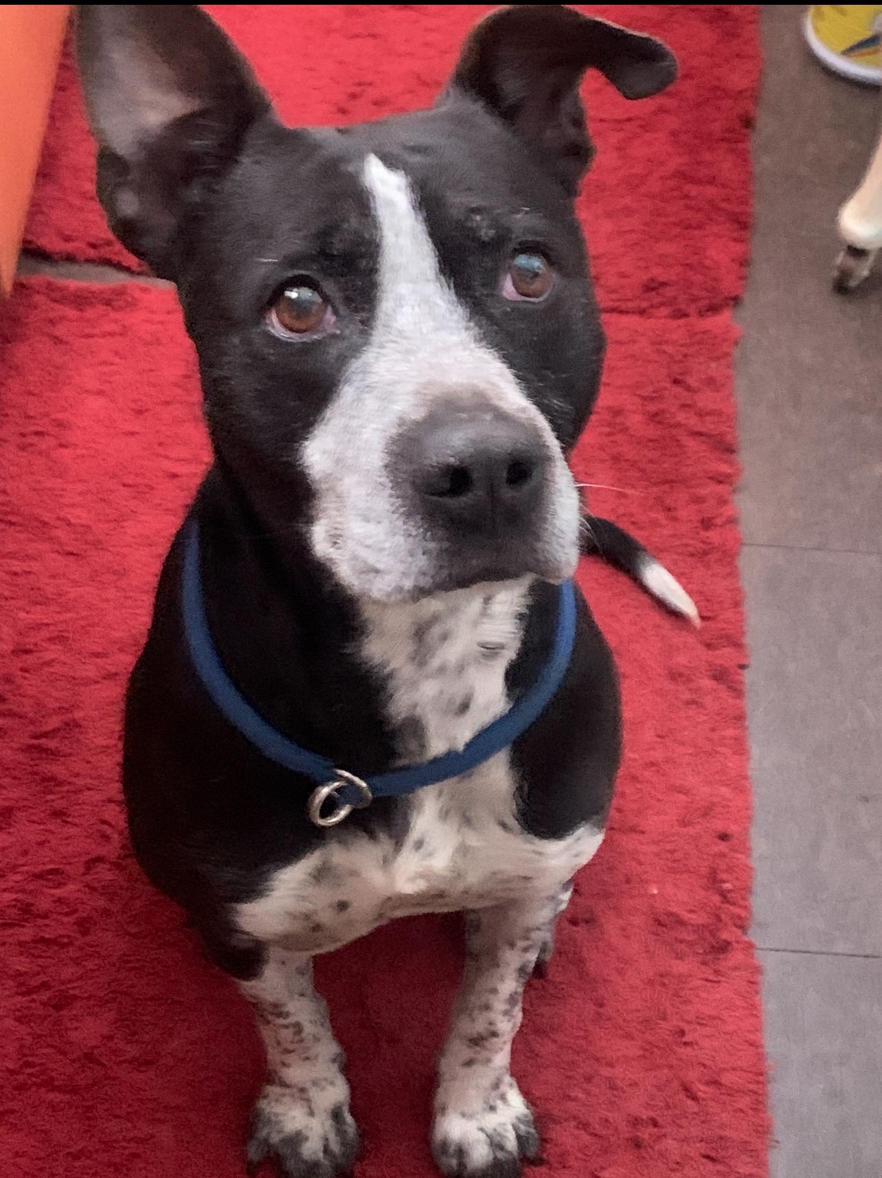 Bodkin-Needs Foster, ADOPTABLE, Adult Male Spaniel & Mixed Breed.