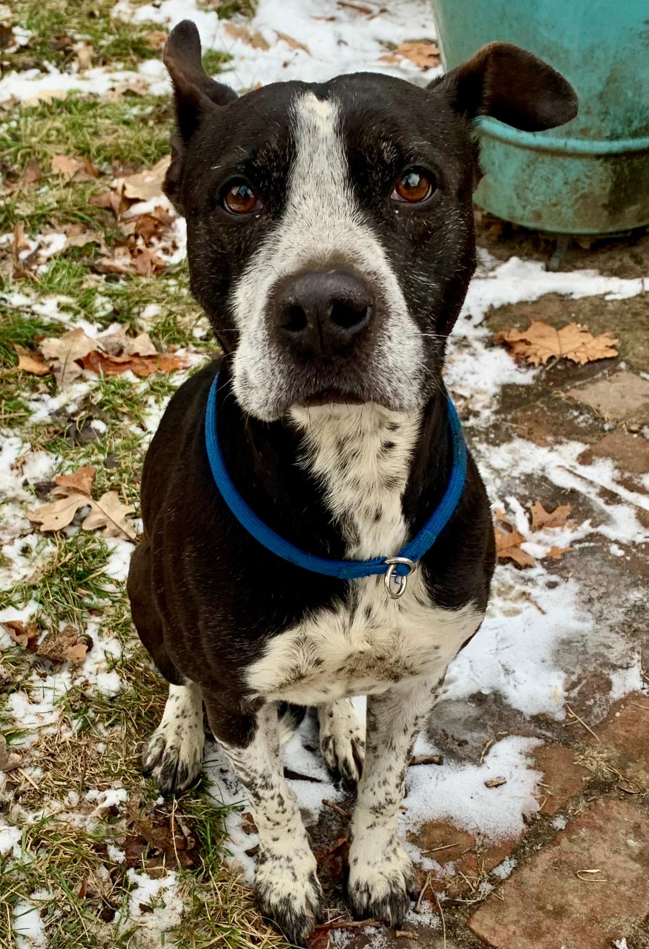 Bodkin-Needs Foster, ADOPTABLE, Adult Male Mixed Breed & Retriever.