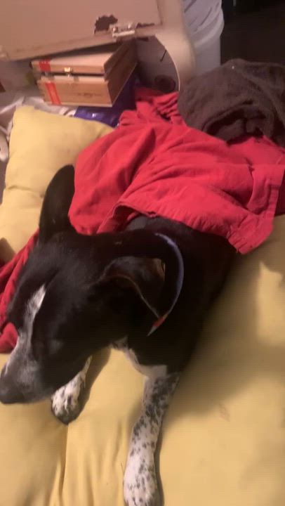 Enlarge Bodkin-Needs Foster, a ADOPTABLE mixed breed in Detroit, MI video 3/3