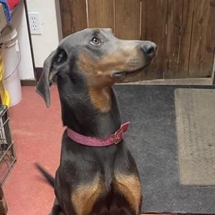 Jade, ADOPTABLE, Young Female Doberman Pinscher.