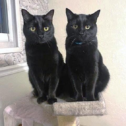 Leonardo and Donatello, Adoptable, Adult Female Domestic Short Hair.