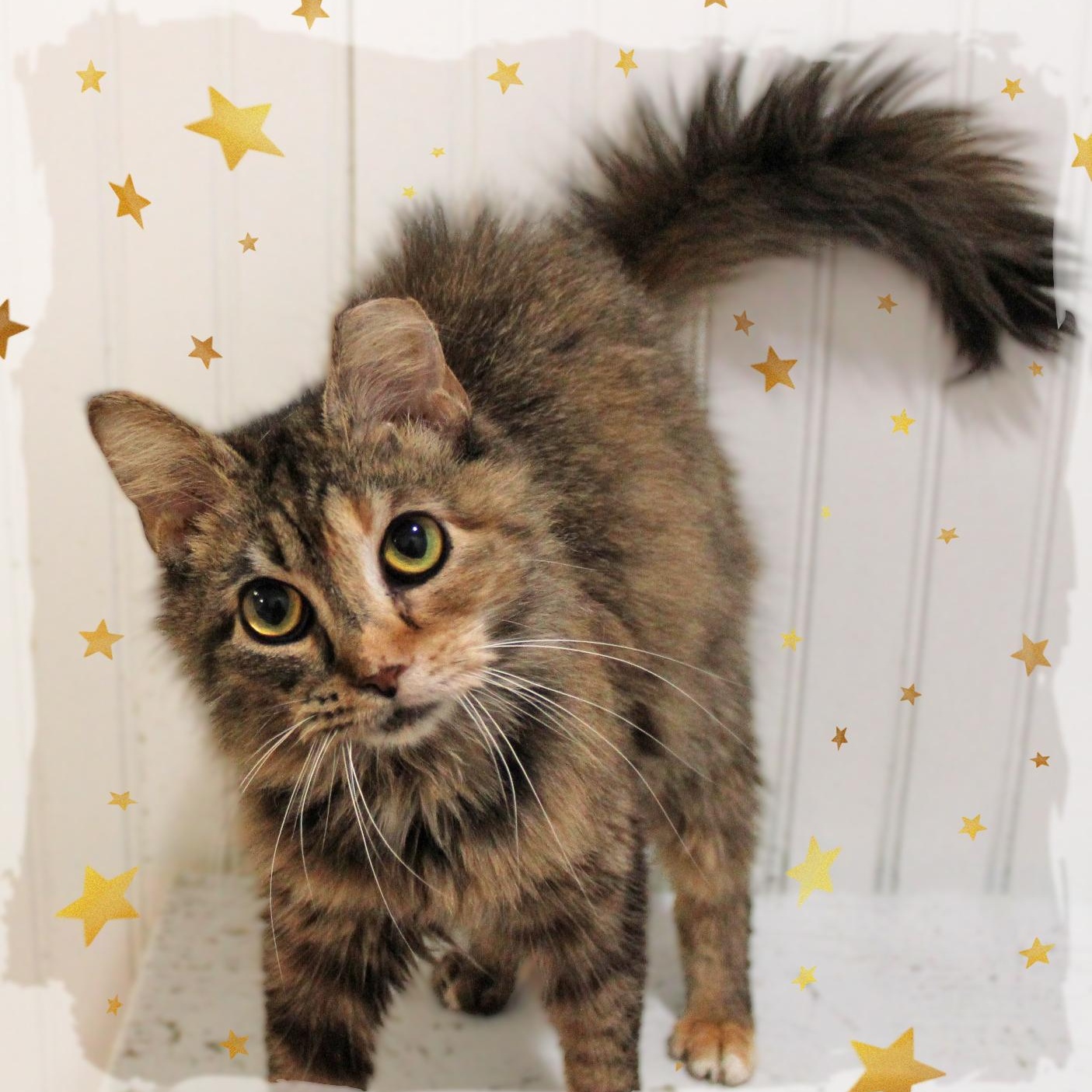 Patches, adopted, Young Female Tabby.