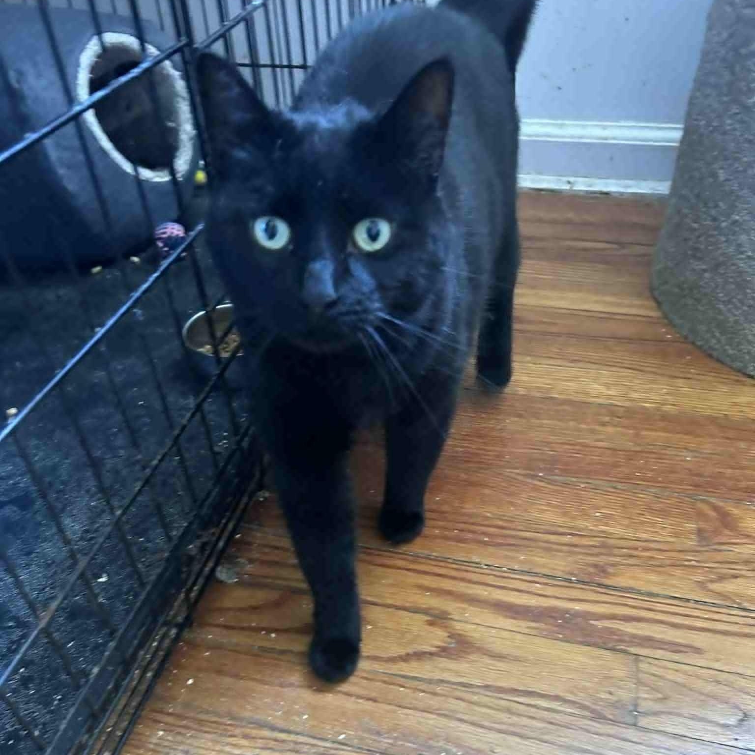 Enlarge Brooklynne (lap cat), an adopted mixed breed in Huntington, NY image 2/3