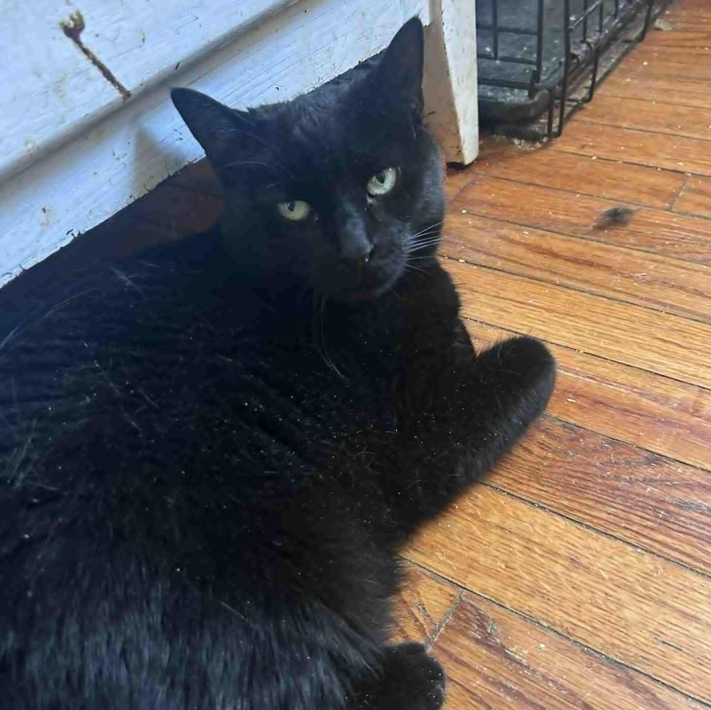 Enlarge Brooklynne (lap cat), an adopted mixed breed in Huntington, NY image 1/3