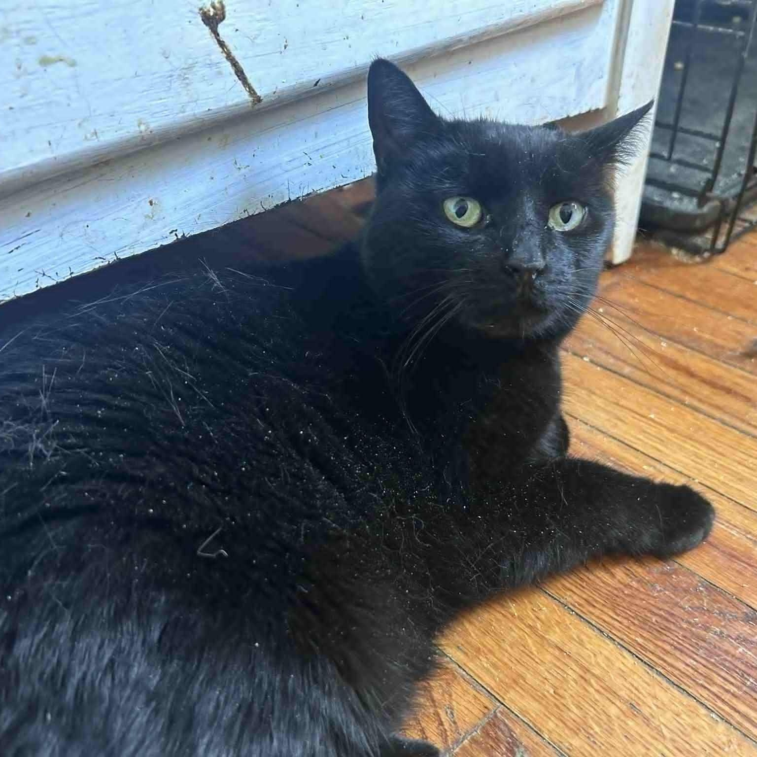 Enlarge Brooklynne (lap cat), an adopted mixed breed in Huntington, NY image 3/3