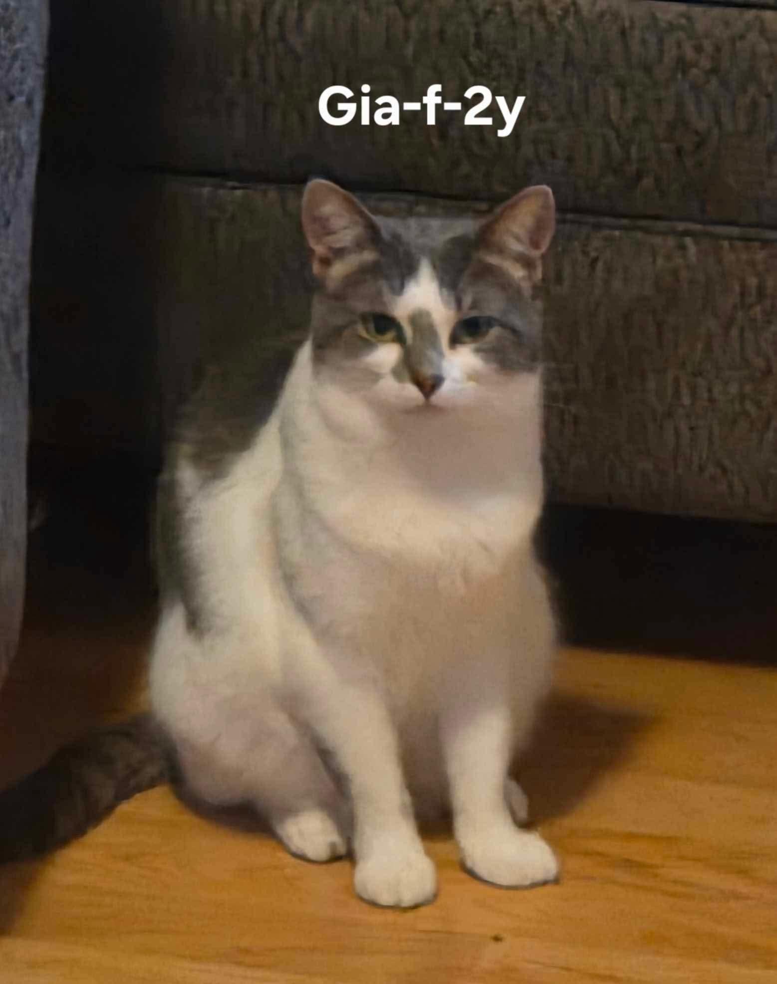 Gia, Adoptable, Young Female Domestic Short Hair.